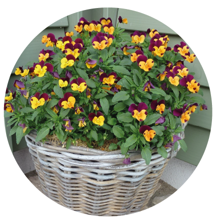 Premium Blumenerde von Floratop